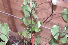 Pest & Disease Management - Wilt