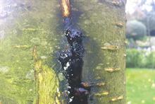 Pest & Disease Factsheet - Cankers