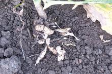 Pest & Disease Management - Clubroot disease