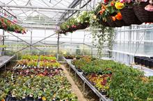 Latest accounts show turnover growth for ornamental growers
