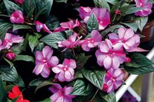 Ornamental plants and flowers import value rose by 10% in 2016