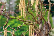 Corylus