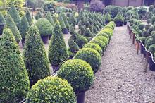 Kit options for topiary