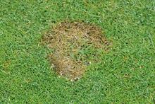 Pest & Disease Management - Fusarium patch