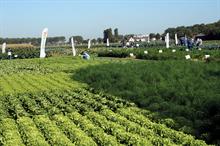 Dutch vegetable open days