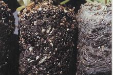 Black root rot - A wide range of species is susceptible to this disease