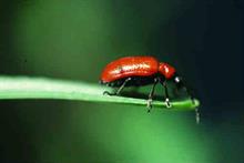 Pest & Disease Management - Beetles
