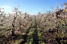 How will a reduced European apple harvest impact on UK growers?