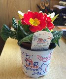 Garden Retail delegates in Home Grown promotion