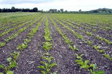 European Commission discussions to start on10-year glyphosate renewal