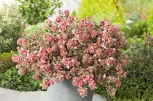 Abelia grandiflora 'Opstal103' (Magic Daydream)