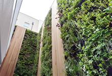 What role for green walls after Grenfell disaster?