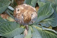 Pest & Disease Management - Grey mould: be alert to prevent damage