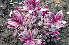 Hebe 'TULL16' (Pink Passion)
