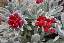 Wyevale Nurseries introduces new concept