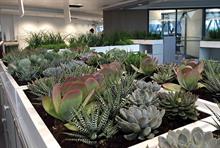 Interior Landscape - Maintenance Only