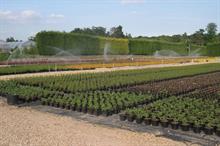 Nursery irrigation & drainage