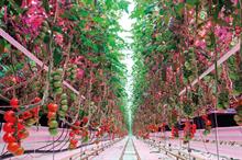 LED grower lighting systems