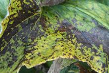 Pest & Disease Management - Leaf and stem nematodes