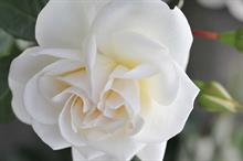 Blue Diamond's Fryer's Roses to launch two roses at Hampton Court