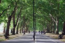 How will promised new urban trees be looked after?