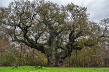 Three beloved British trees in running for European title