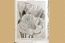 The hunt for Meconopsis
