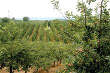 How protected status will impact Welsh cider