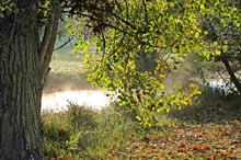 Sheffield black poplar planting aims to establish breeding population