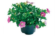 Petunia 'Splash'