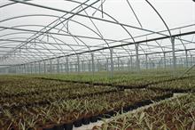 Buyers' guide - Polytunnels