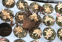Pest and disease management - Phytophthora root rots