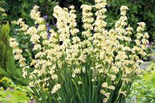 Sisyrinchium