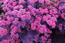 Sedum 'Oriental Dancer' to be launched at Four Oaks 2016