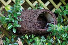 Best New Retail Product Wildlife - Winner: Simon King, Brushwood Robin Nester