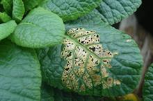Pest & Disease Management - Slugs and snails - Pellets and non-chemical controls are available
