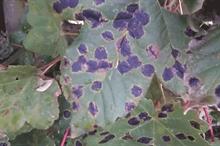 Pest & Disease Factsheet - Fungal leaf spots on ornamental crops