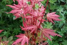 Acer palmatum 'JWW7' (Brown Sugar)
