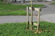 Buyers' guide - Tree stakes and ties