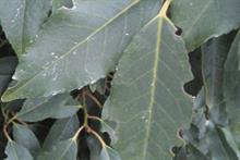 Pest & Disease Management - Vine weevils