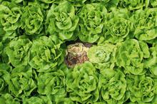 Pest & Disease Factsheet - White mould
