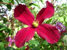 New clematis and two exclusive new climbers are available from Thorncroft Clematis