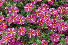 Calibrachoa Rave Pink '16