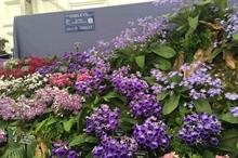 Opportunities for niche British houseplants