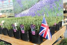Hillier Nurseries returns expert growers to the production arena