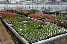 Summer bedding demand builds as cold weather forecast to end