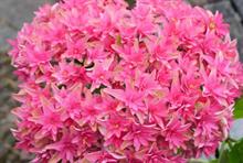 Hydrangea Princess Diana launched