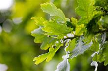 Report launched at Chelsea identifies collaborative solutions to driving oak import substitution