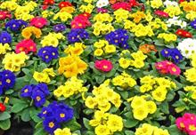Dutch plants and flowers exports to the UK drop by 15%