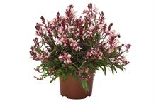 Gaura lindheimeri 'Graceful Pink' (Graceful)
